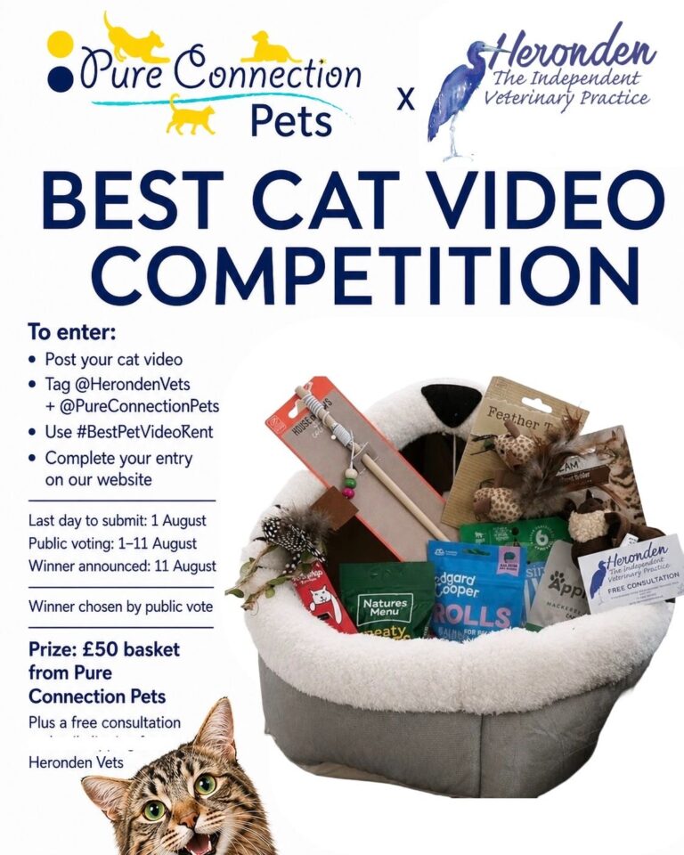 Cat competition image