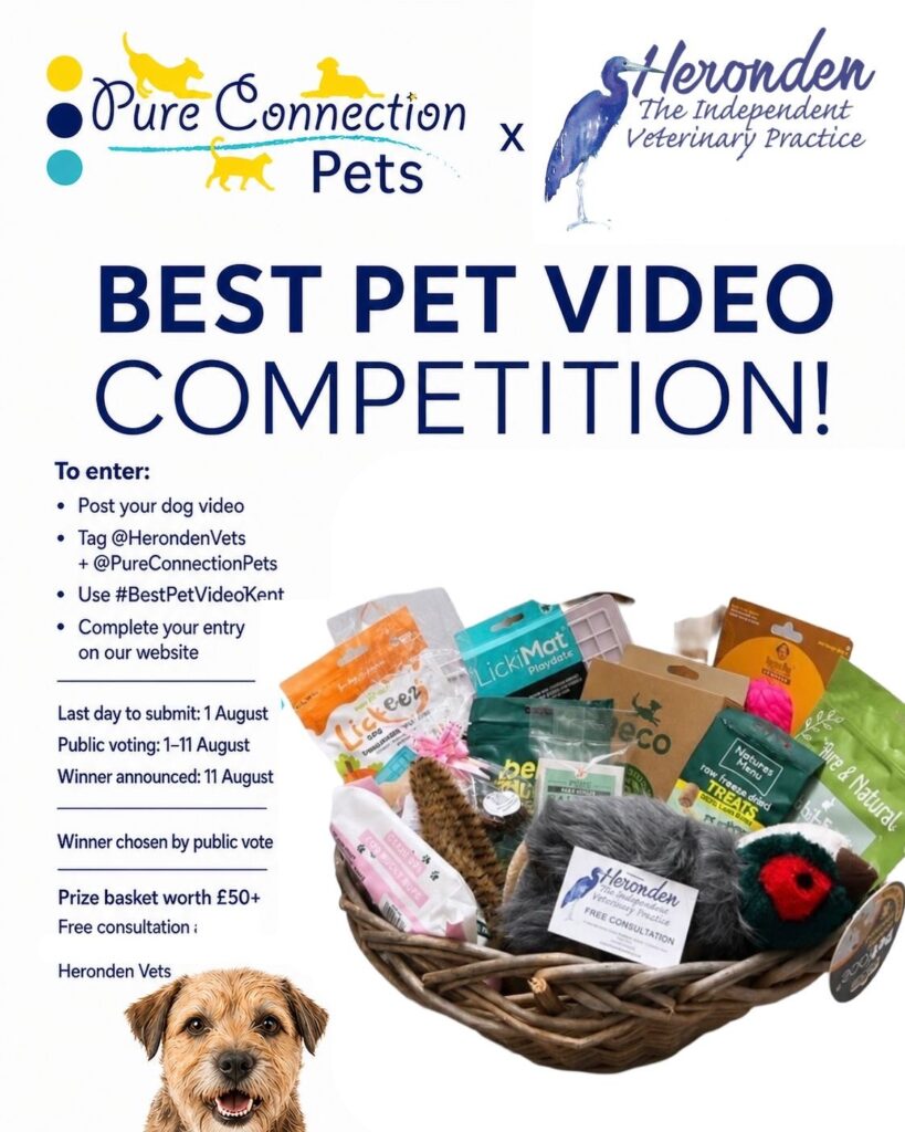 Dog competition image