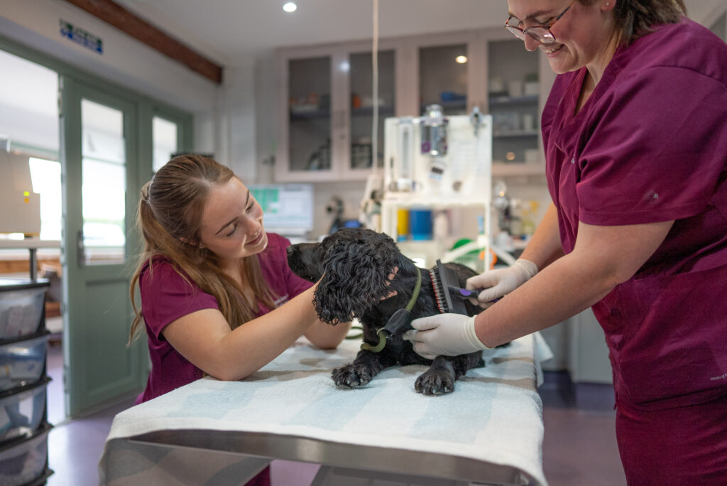 vets in Ashford, Kent