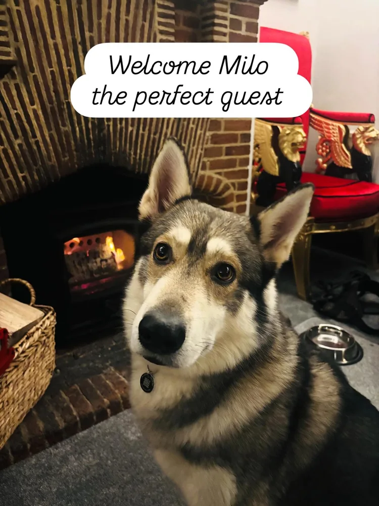 A husky beside a brick fireplace at Little Silver Country Hotel.
