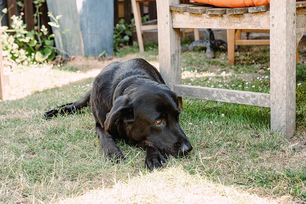 A black dog lying on the grass beside an outdoor chair at The Print House.