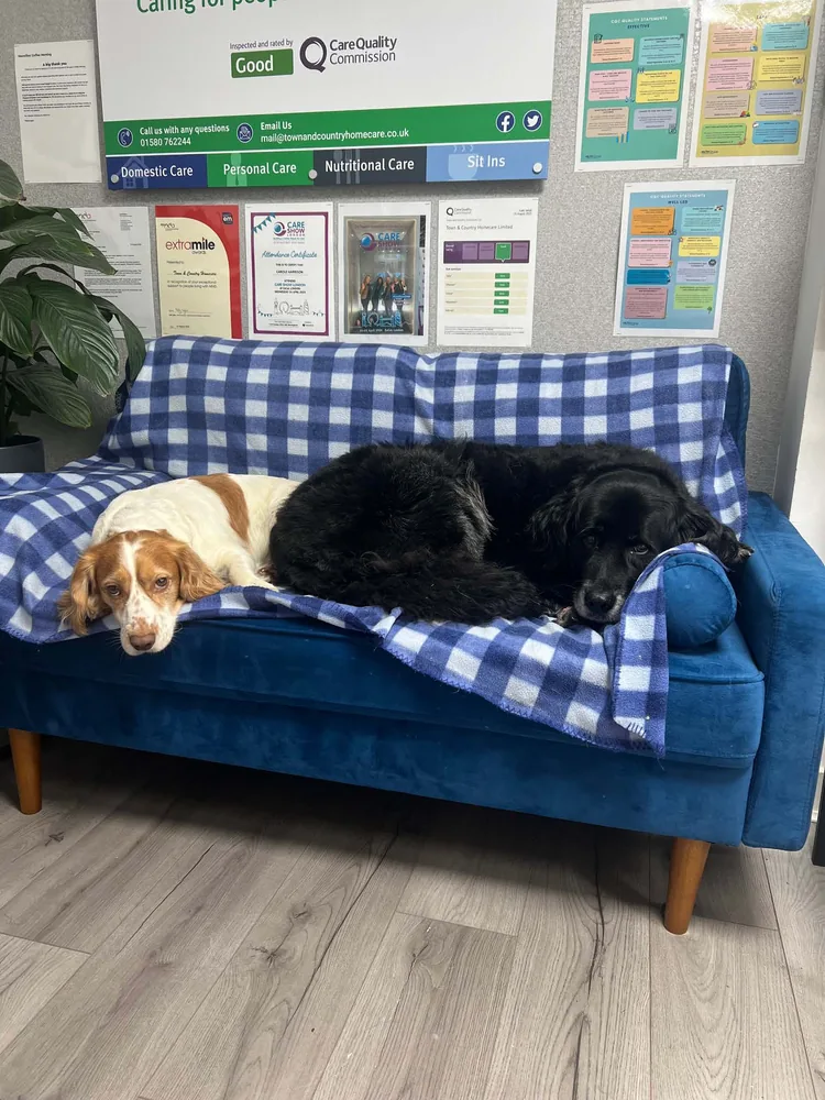 Three dogs sitting together on a blue sofa at Town and Country Homecare.