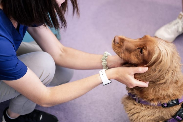 dog check heronden vets